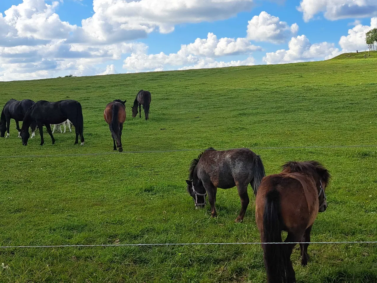 Billede 2 - Sød knapstruper pony
