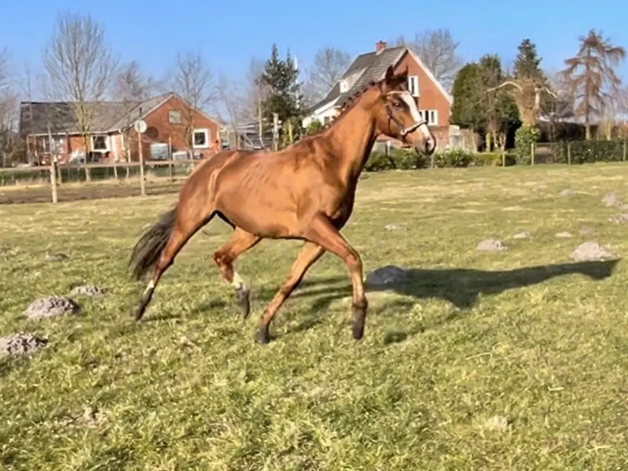 Billede 2 - Bedækning ved avlsgodkendt hingst