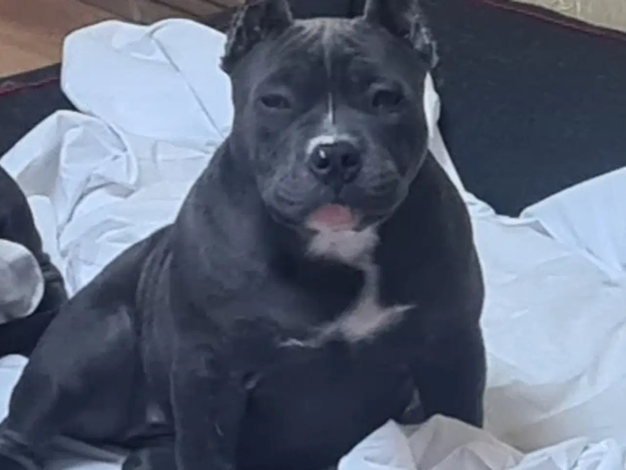 Billede 2 - American Bully Pocket abkc