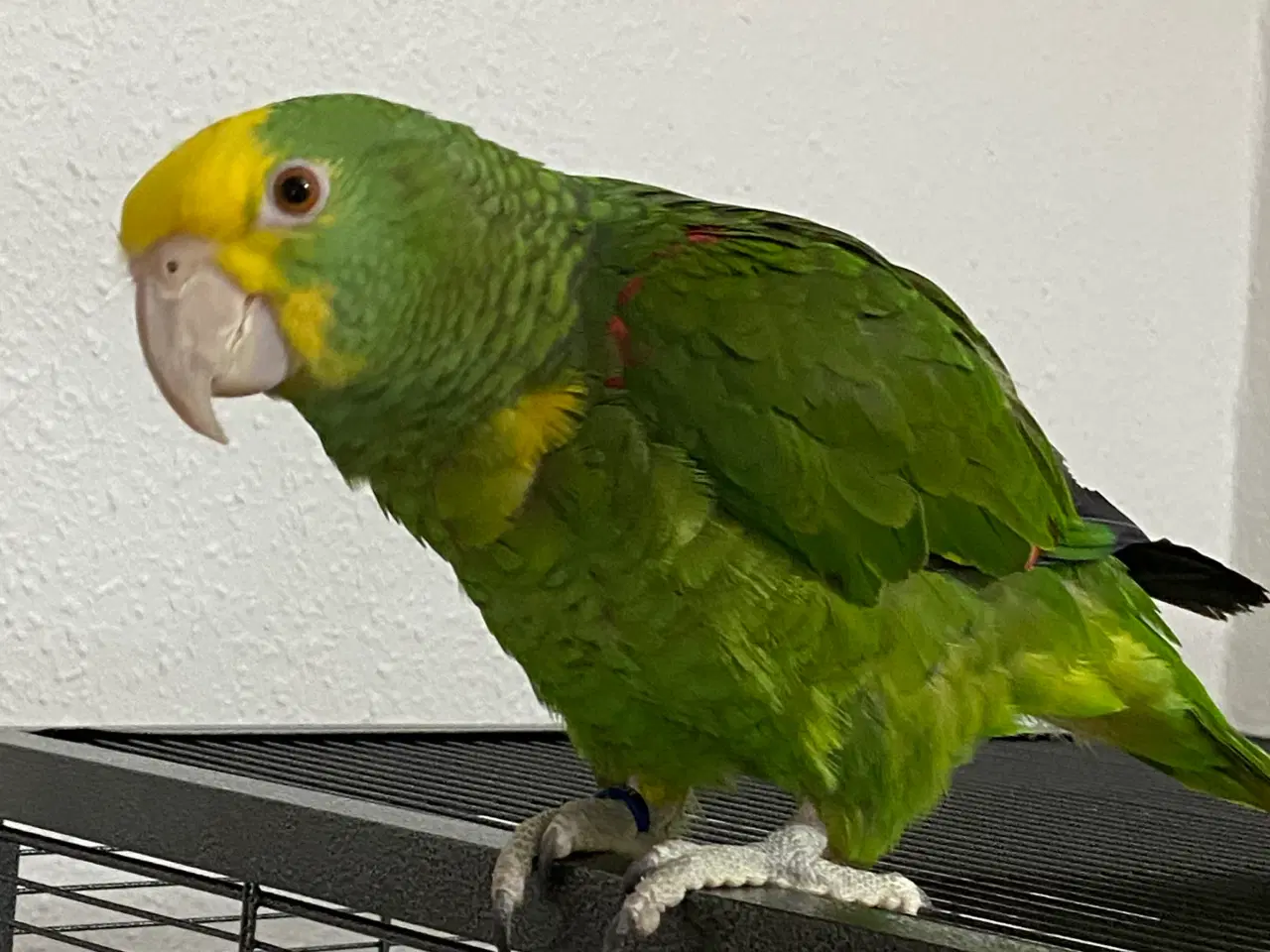 Billede 2 - Amazon papegøje 