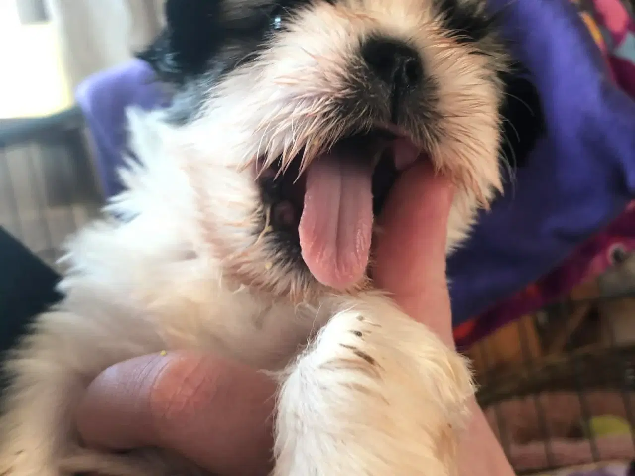 Billede 8 - Shih tzu hvalpe 5 uger med stamtavle