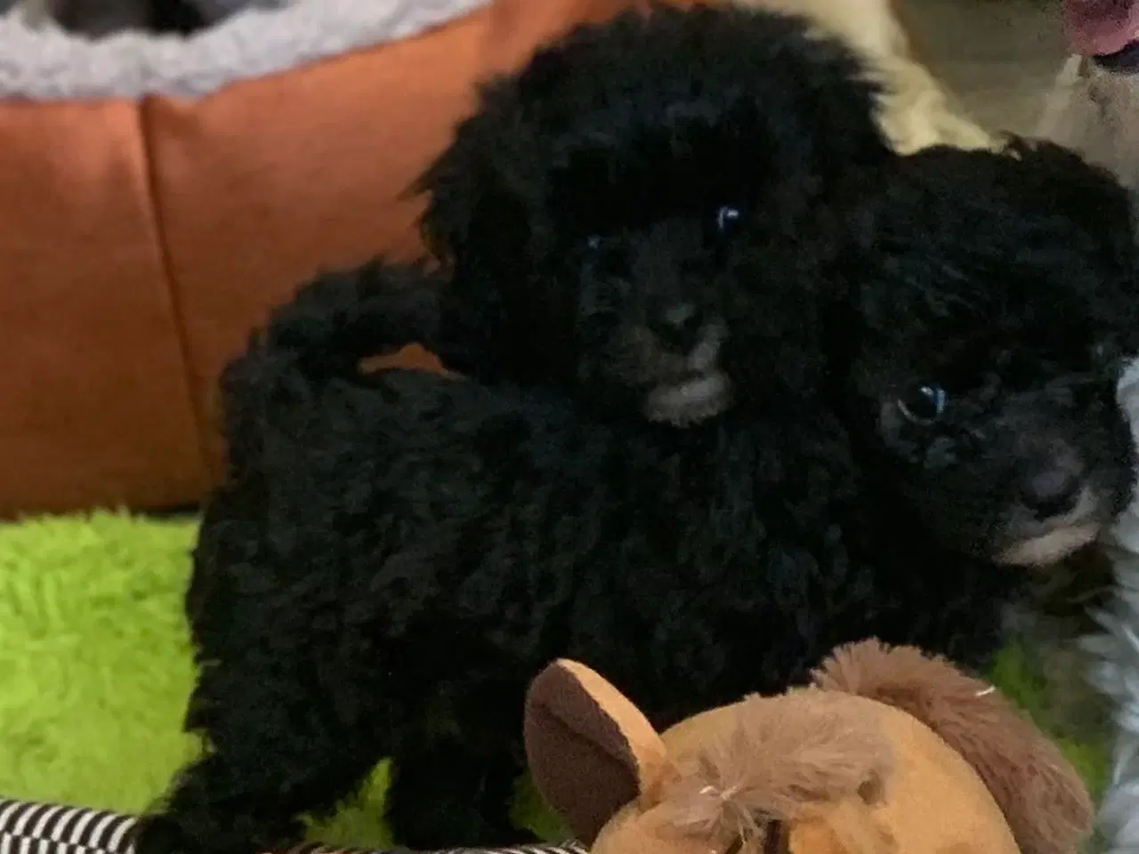Billede 15 - Mini Maltipoo babyer 