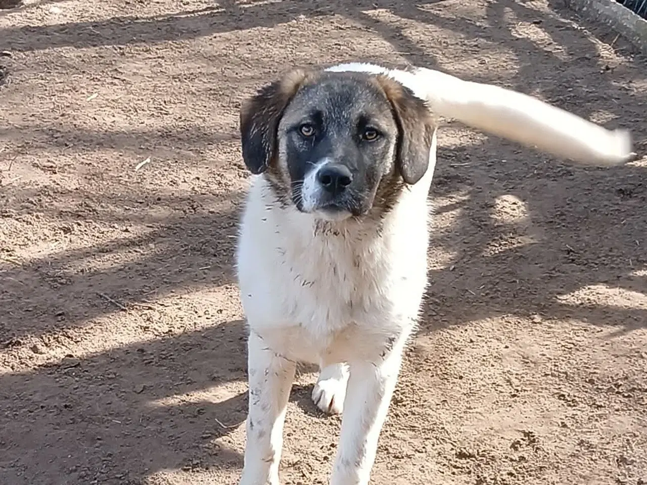 Billede 10 - Smukkeste Savannah 🩷