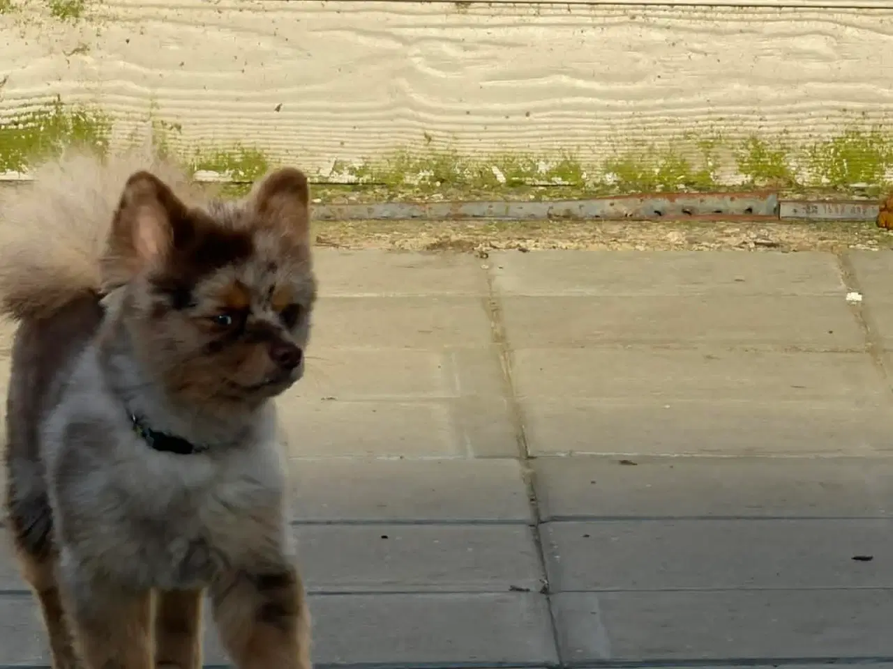 Billede 10 - 🐾 Pepsi søger sit for evige hjem 🐾