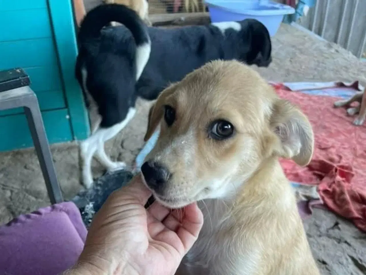 Billede 3 - Lille Buster søger kærligt hjem ❤️