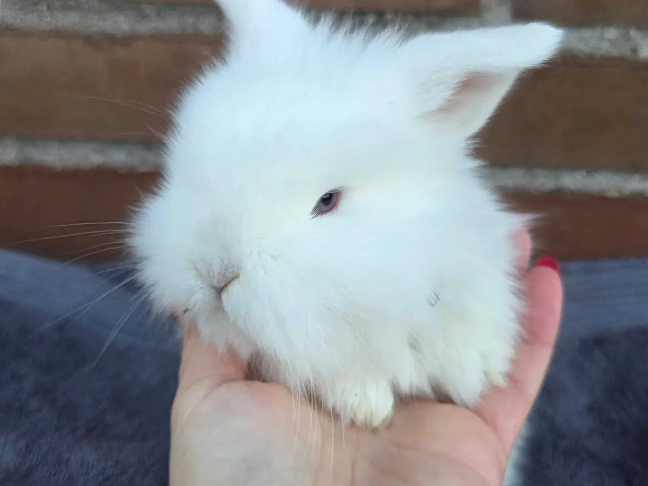 Billede 13 - Minilop / lionlop unger 