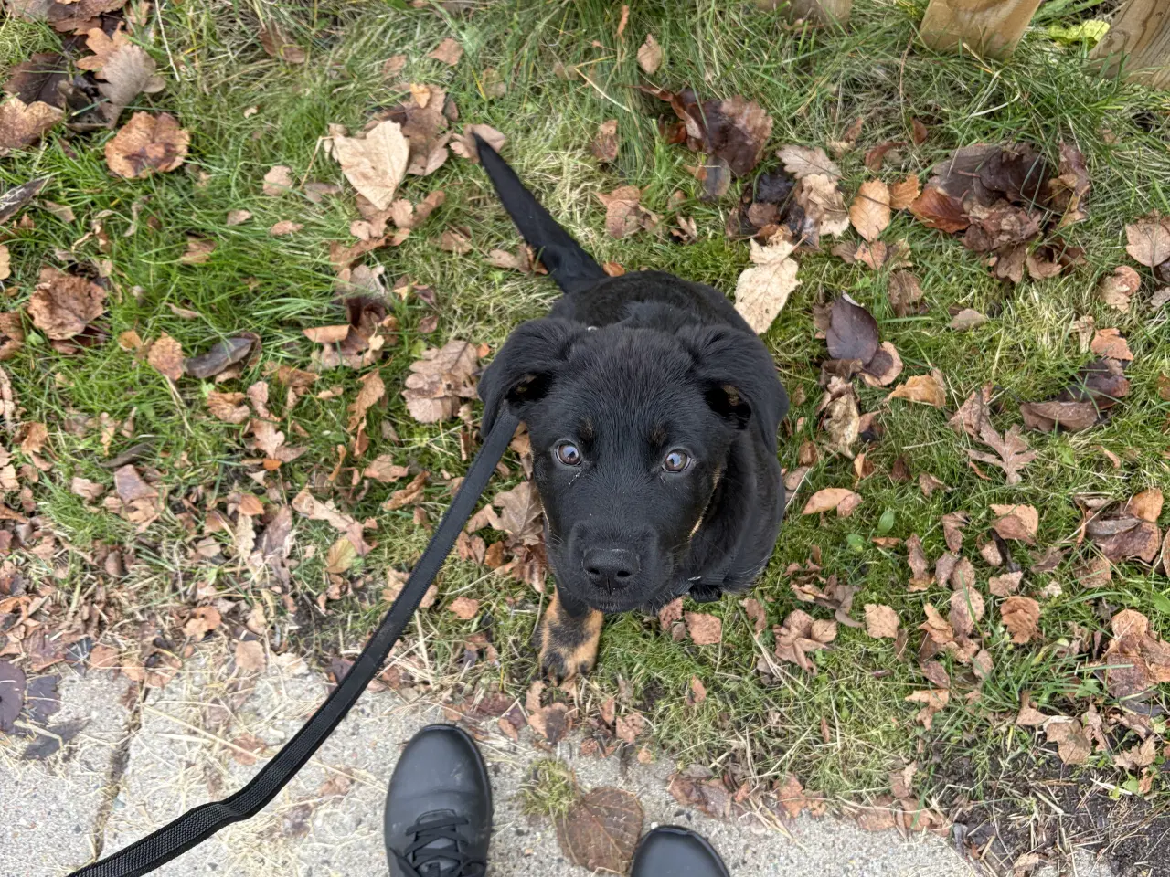 Billede 1 - Rottweiler/schæfer hvalp