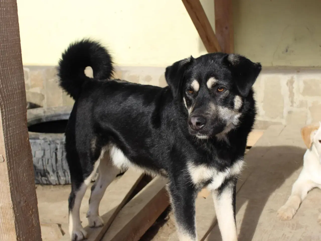 Billede 4 - Smukkeste Apollo søger sit 4ever hjem