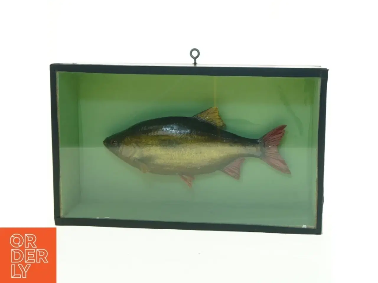 Billede 1 - Biologikasse med udstoppet fisk (str. 35 x 21 cm)