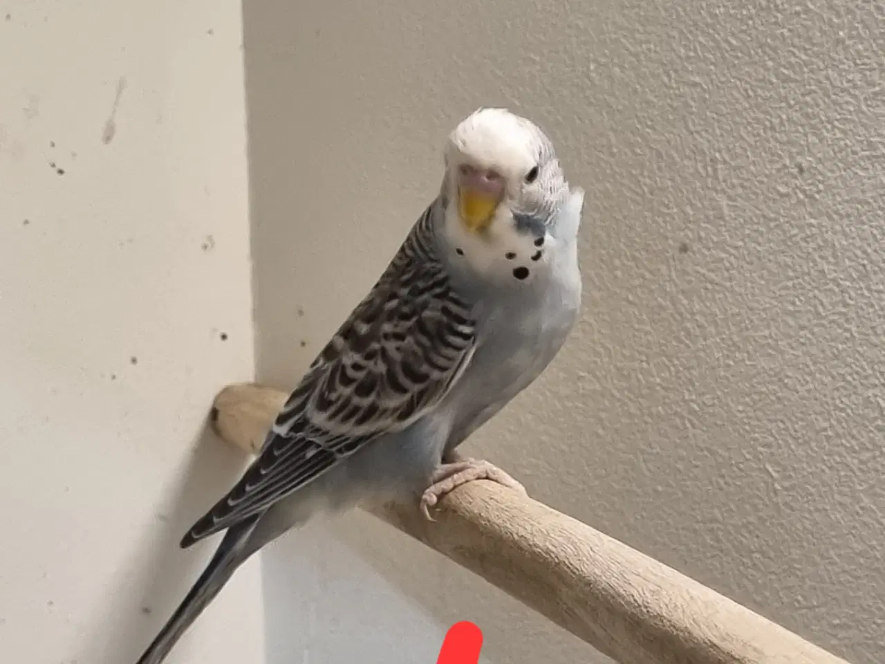 Billede 9 - Undulat unger