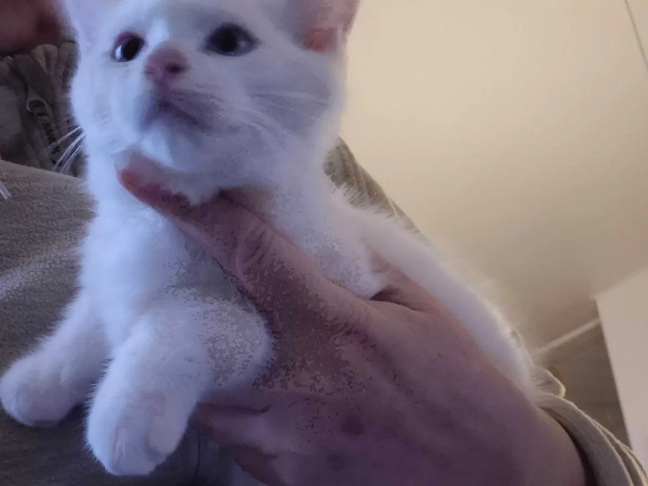 Billede 2 - Main coon x siameser/ragdol 