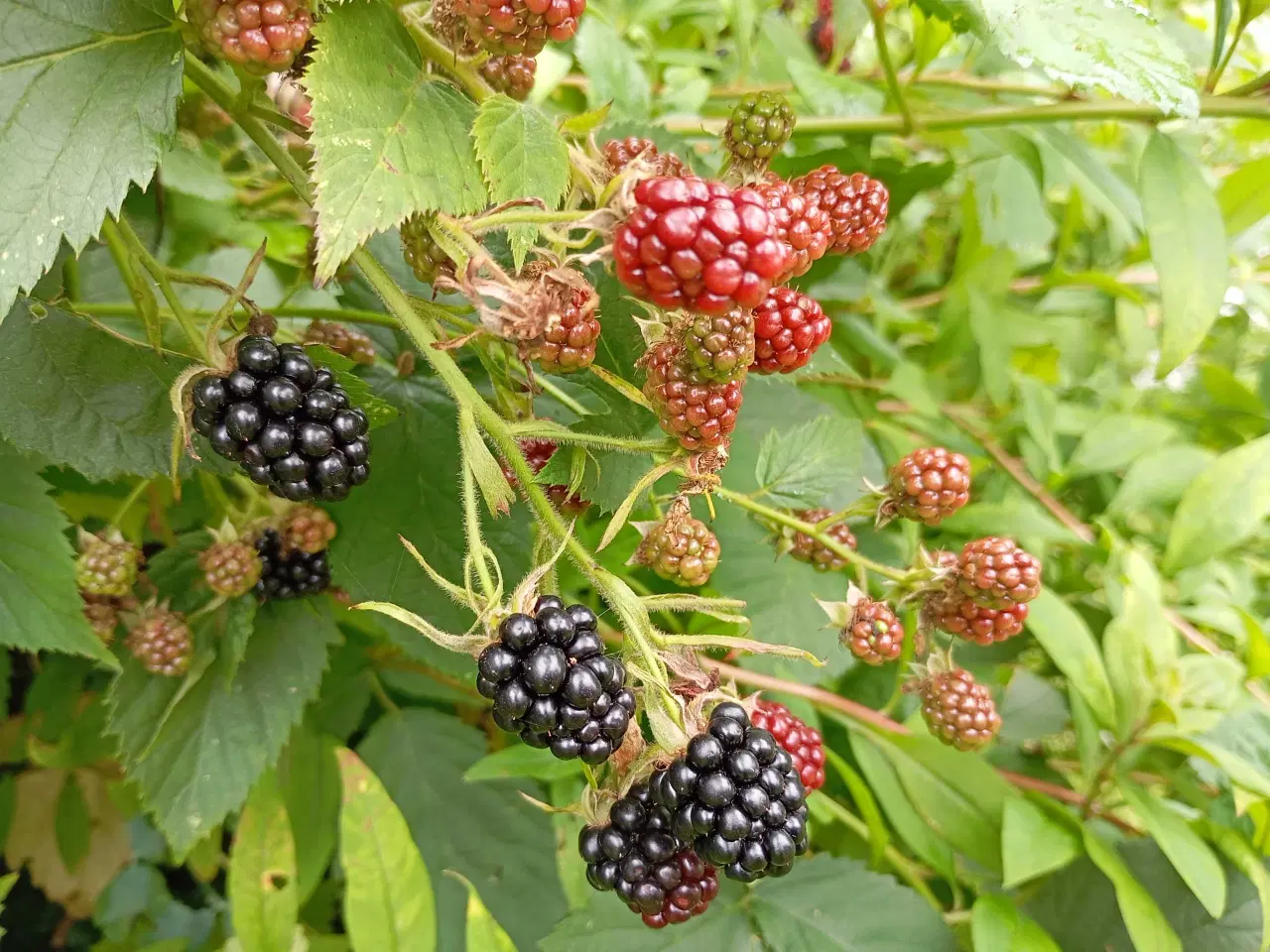 Billede 9 - Brombær Tornfri