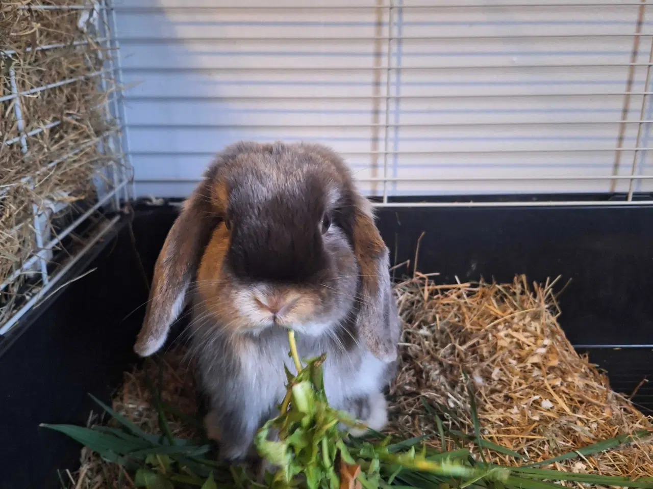 Billede 2 - Mini lop kanin 
