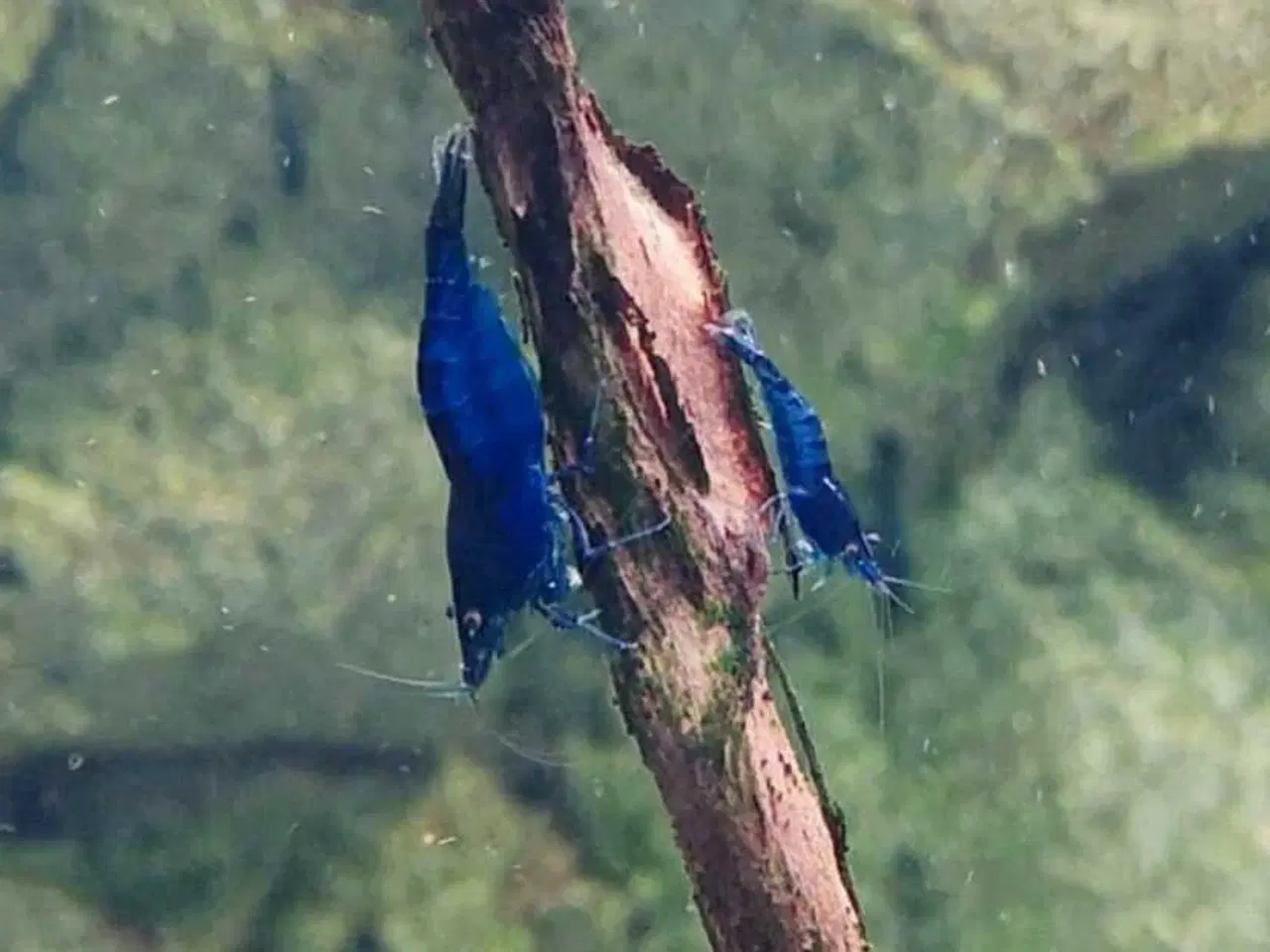 Billede 4 - Neocaridina Davidii, Blue Dream rejer.