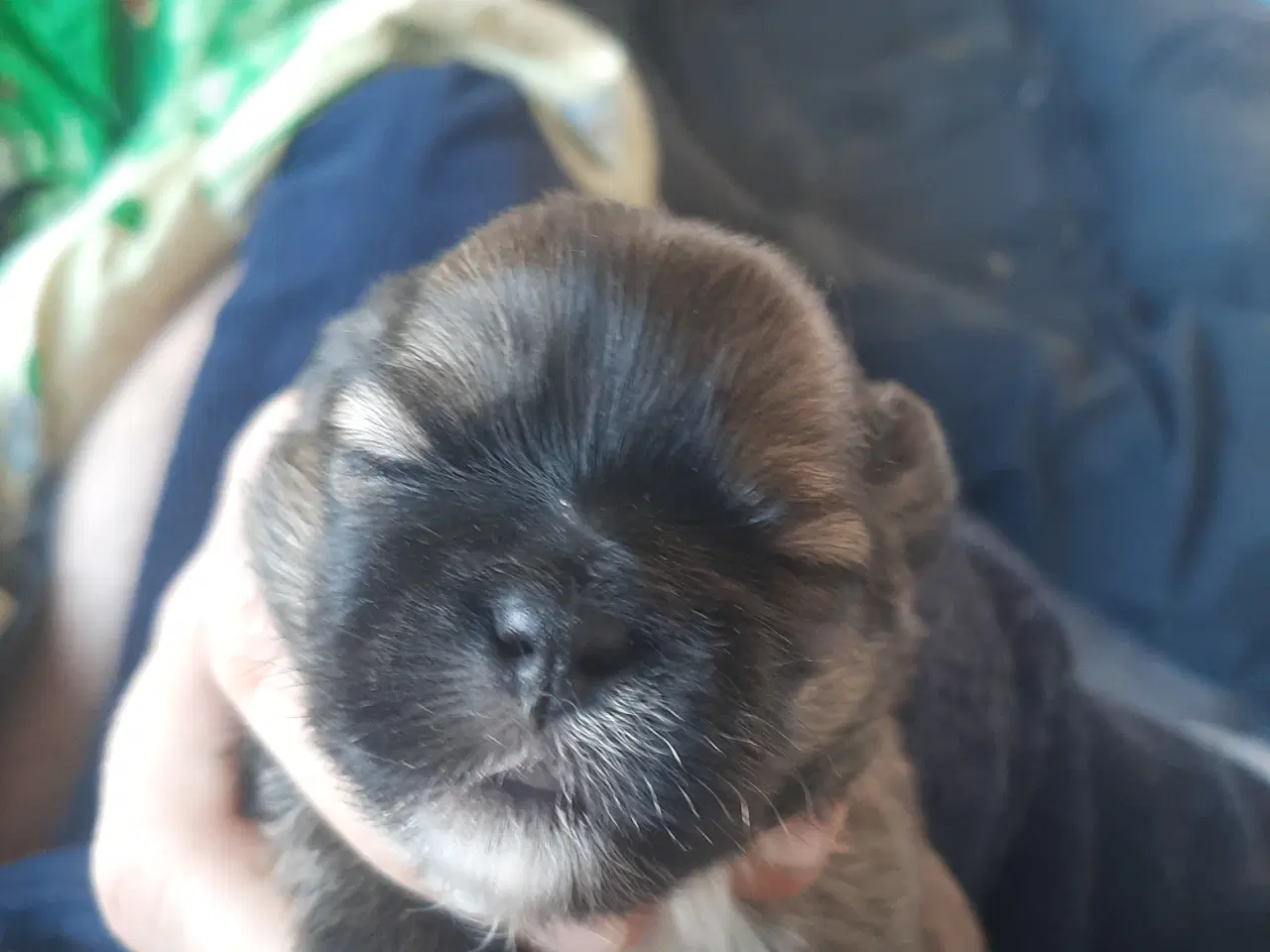 Billede 6 - Lhasa apso hvalpe