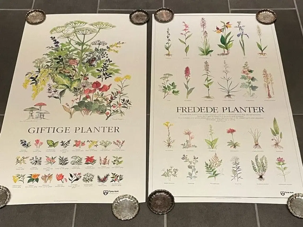 Billede 2 - Plante Plakat