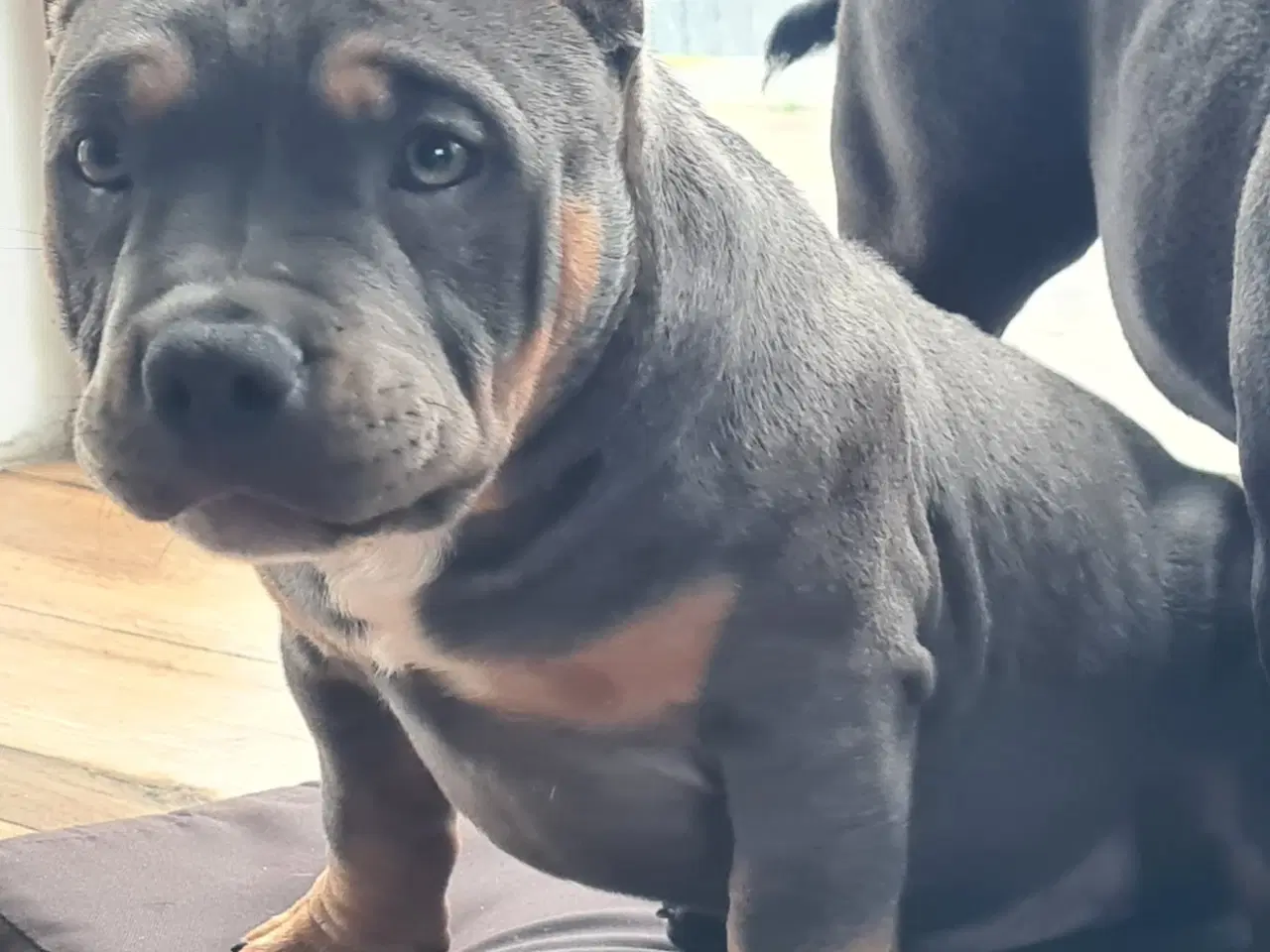 Billede 6 - American Bully Tilbage Dreng BigDogsRomania