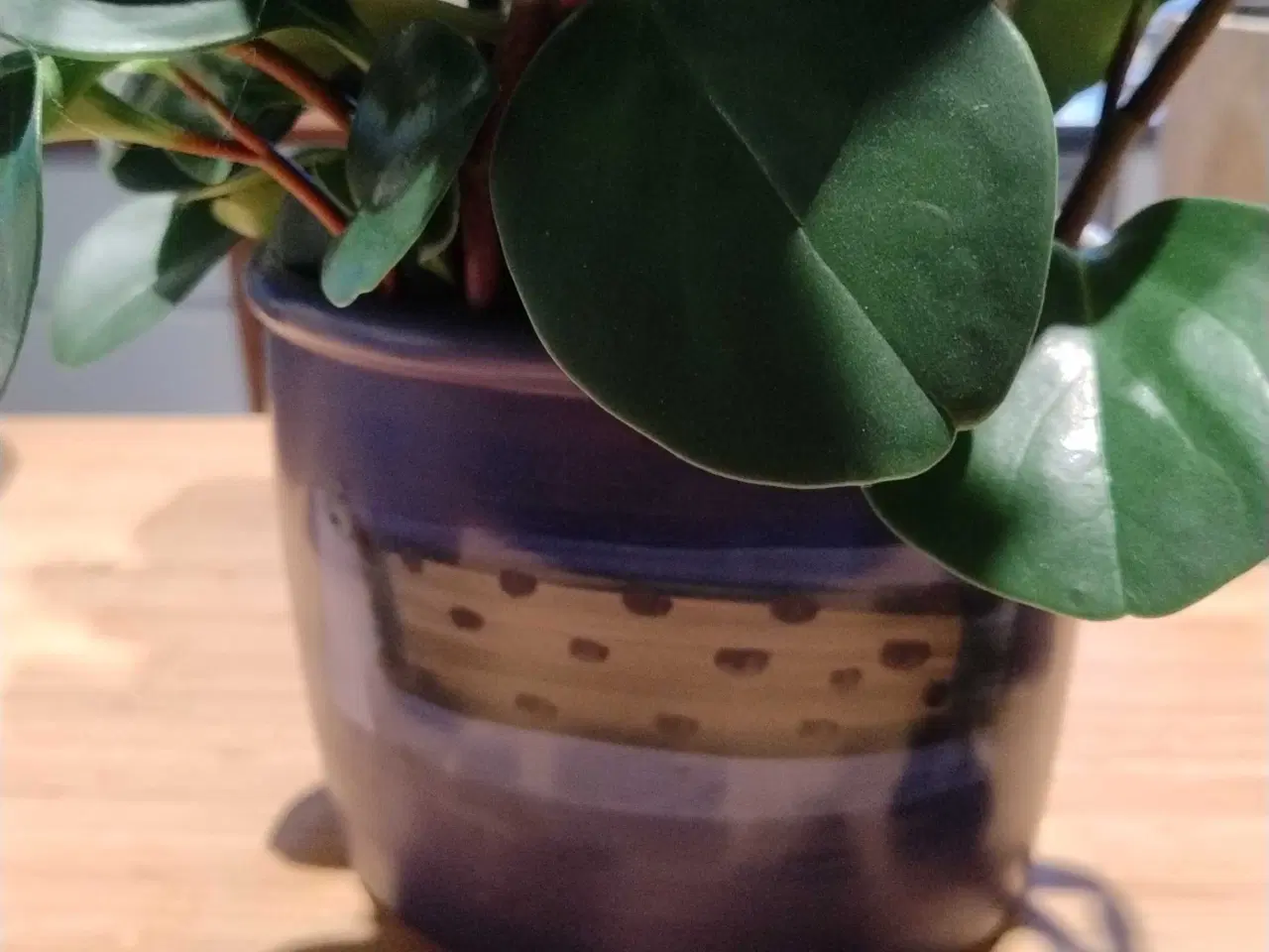 Billede 3 - Stor Peperomia 