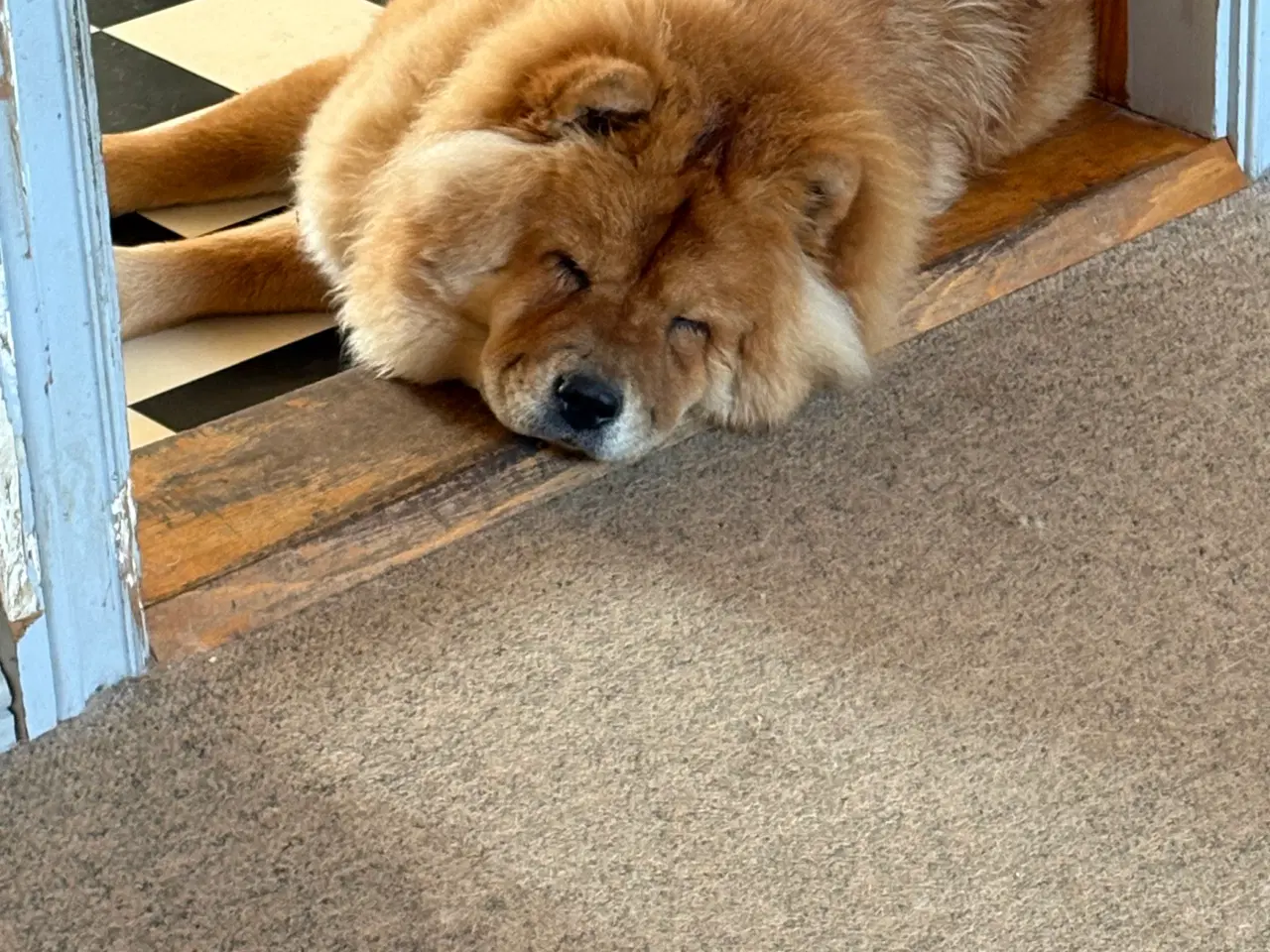 Billede 2 - Chow Chow tæve