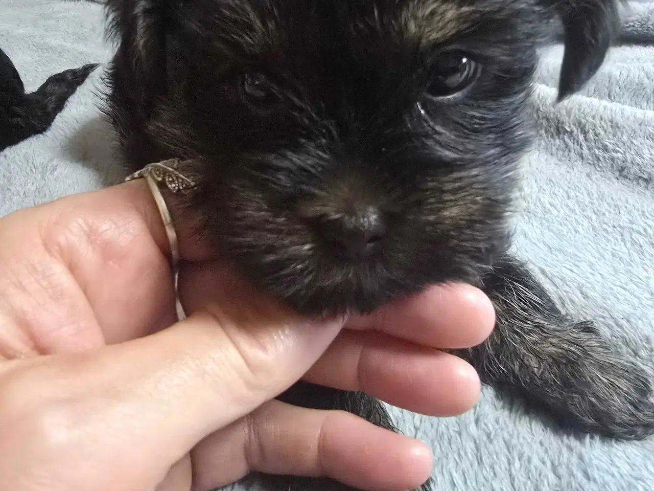 Billede 2 - Yorkshire Terrier