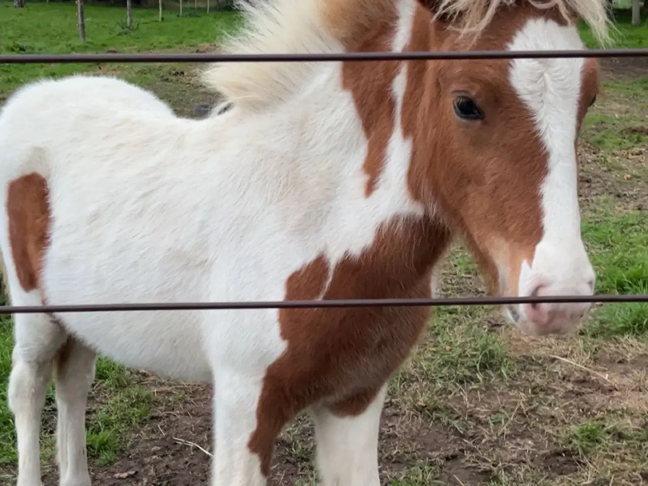 Billede 1 - Lækreste føllebasse efter Sigursteinn