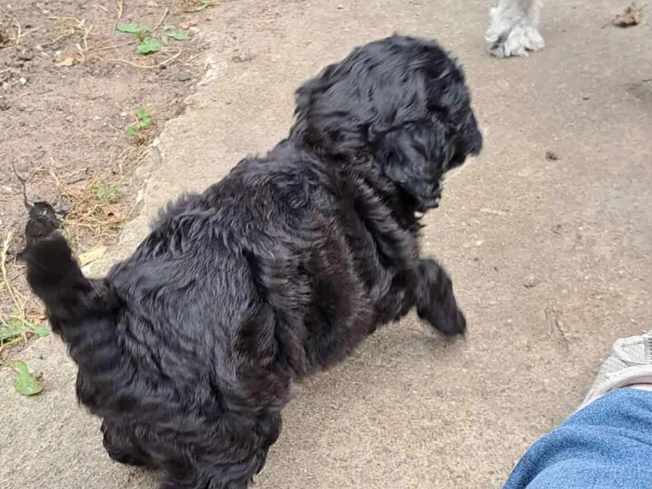 Billede 6 - Labradoodle hvalpe