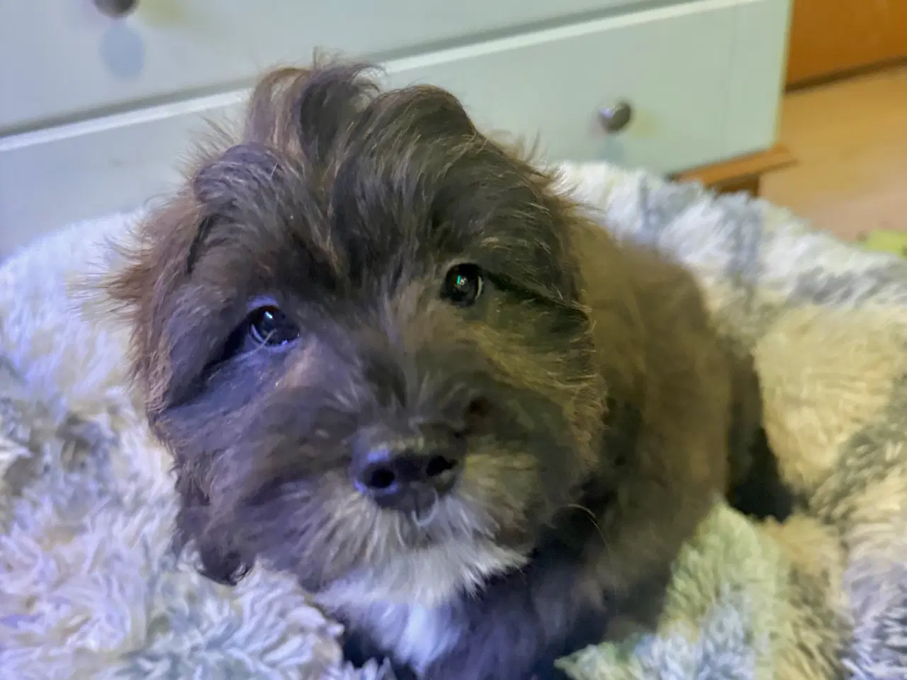 Billede 9 - Cavapoo Far/  Shih tzu-mor/ 