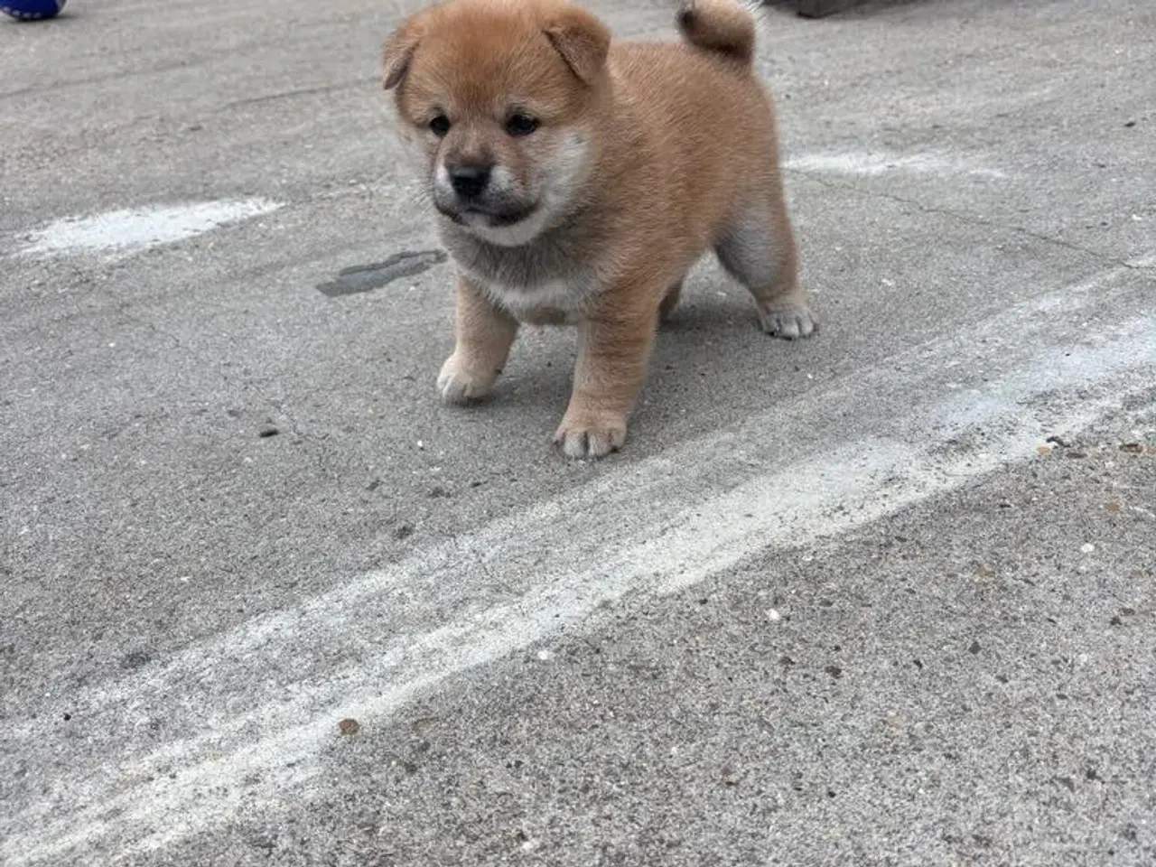Billede 6 - Shiba drenge 