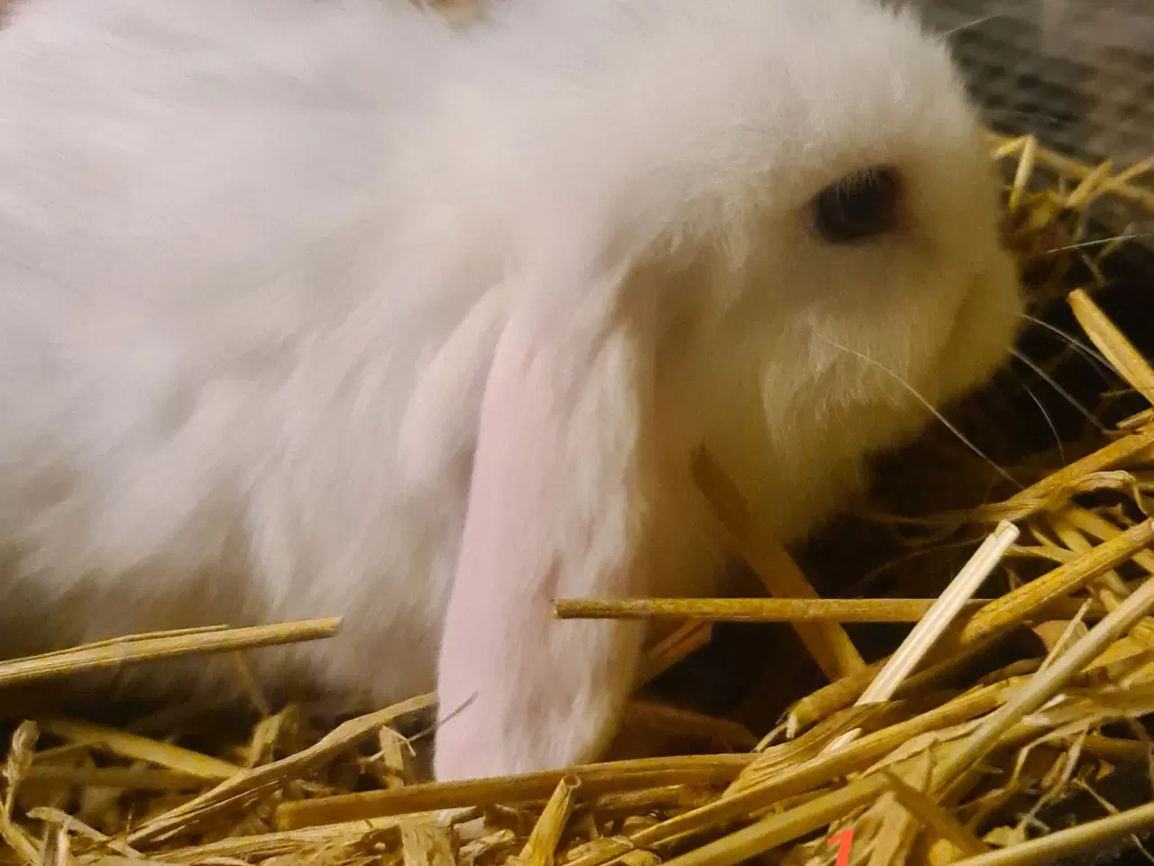 Billede 4 - Kaninunger Mini Lop 