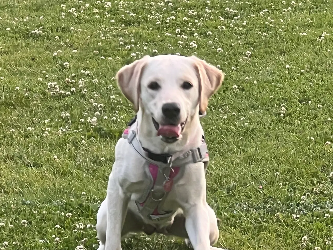 Billede 9 - Labrador 