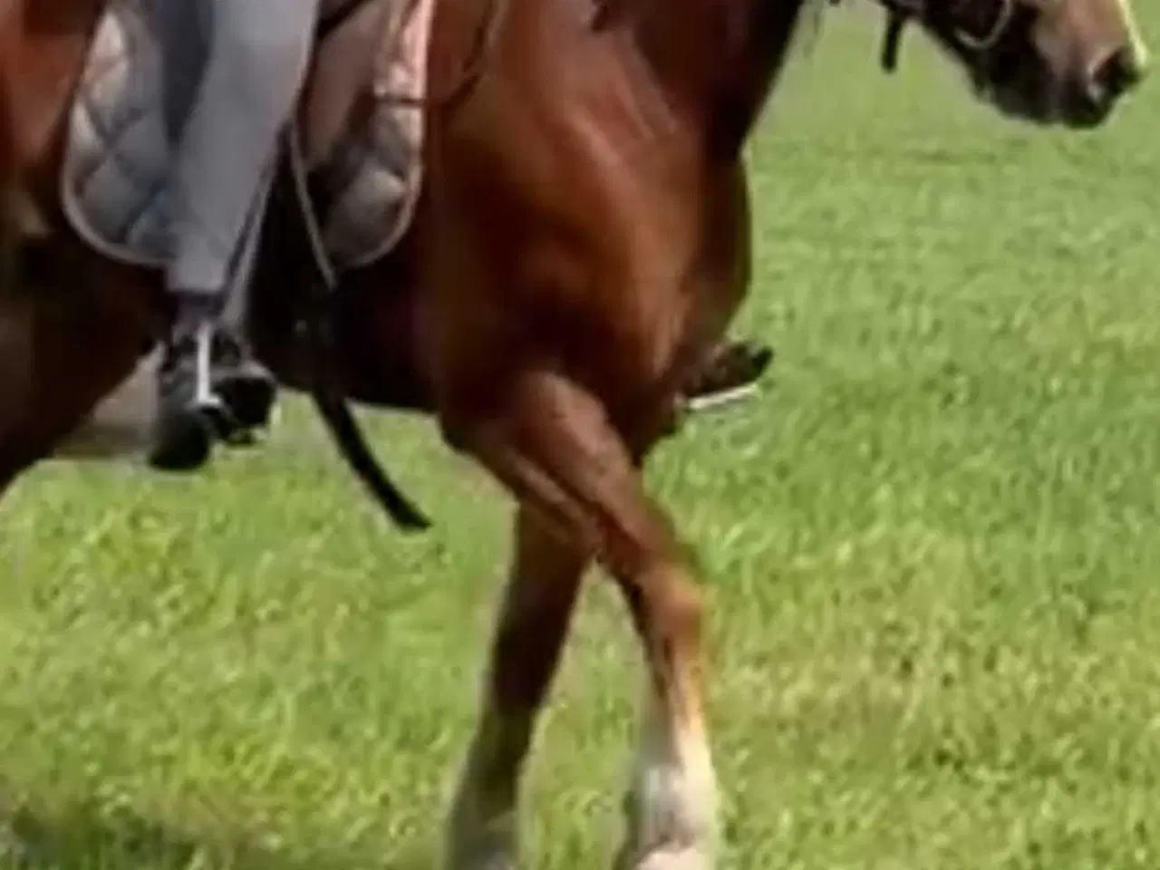 Billede 2 - Norsk koldblods 