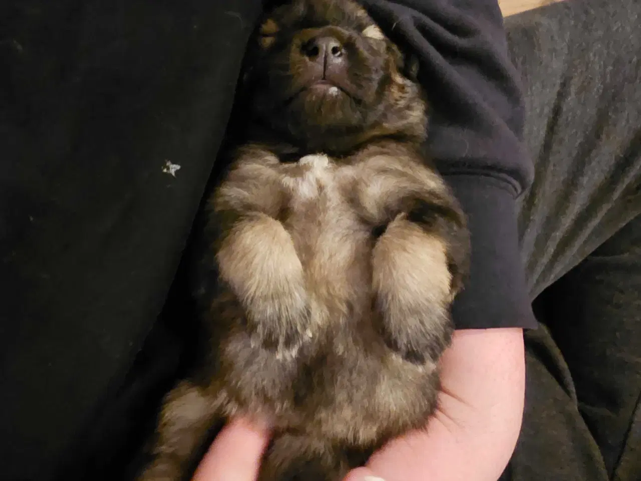 Billede 8 - Husky/Eurasier hvalpe sælges 