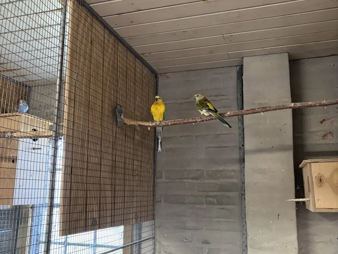 Billede 1 - Et par sangparekitter opaline som på billede