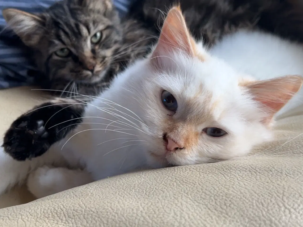 Billede 1 - Børnevenlig hellig Birma