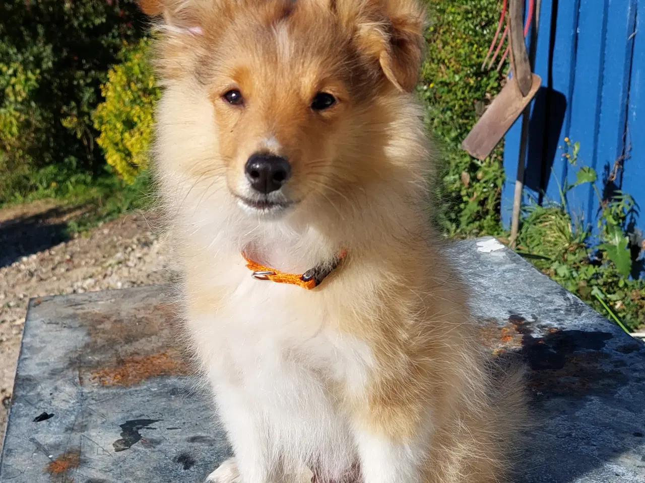 Billede 5 - Sheltie hvalp hankøn