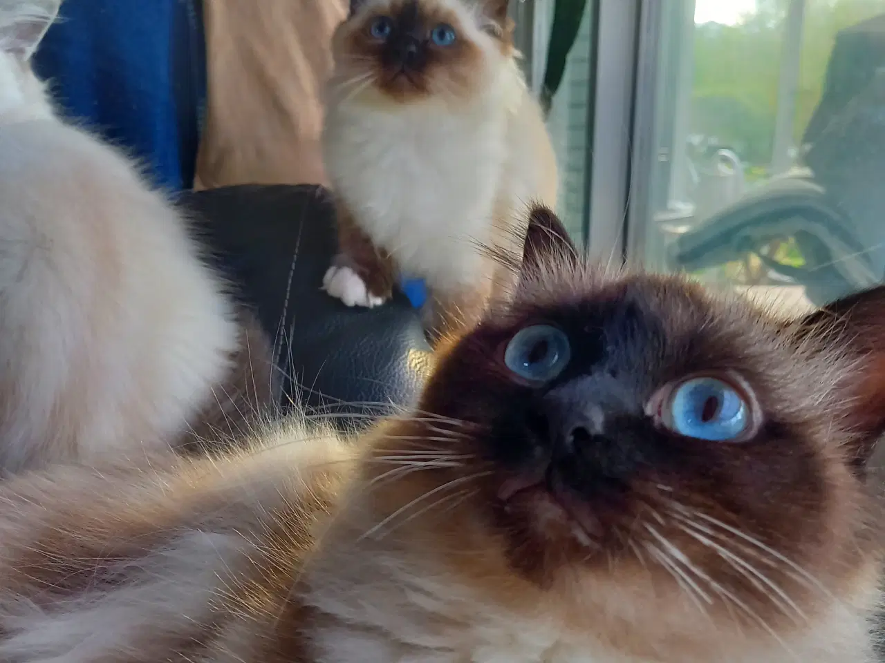 Billede 4 - Hellig Birma Killinger 