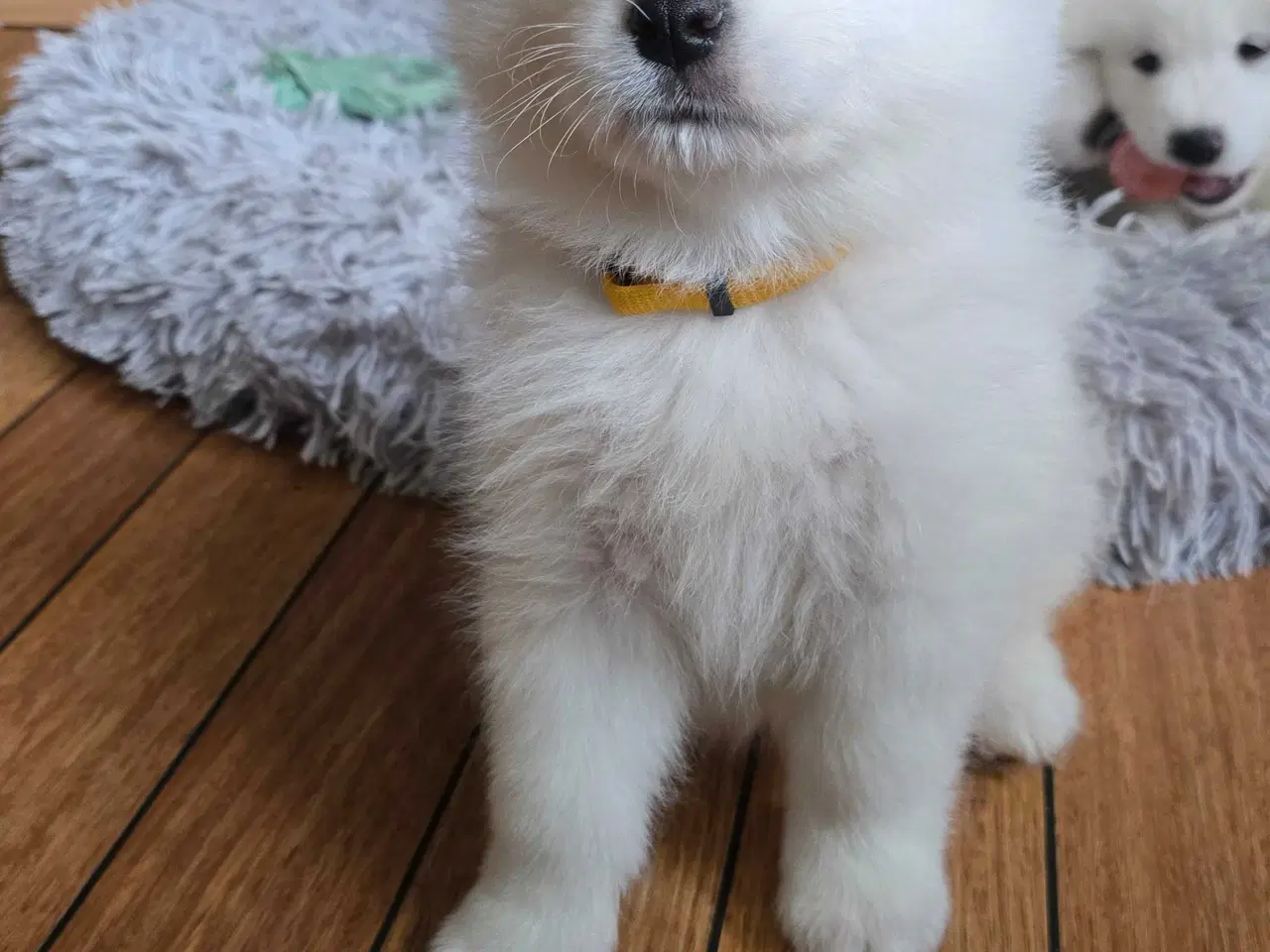 Billede 12 - Samojede hvalpe