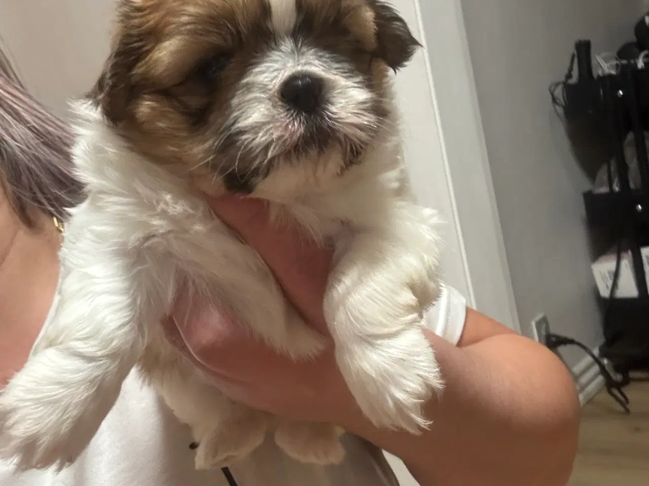 Billede 5 - Shih tzu hvalpe 