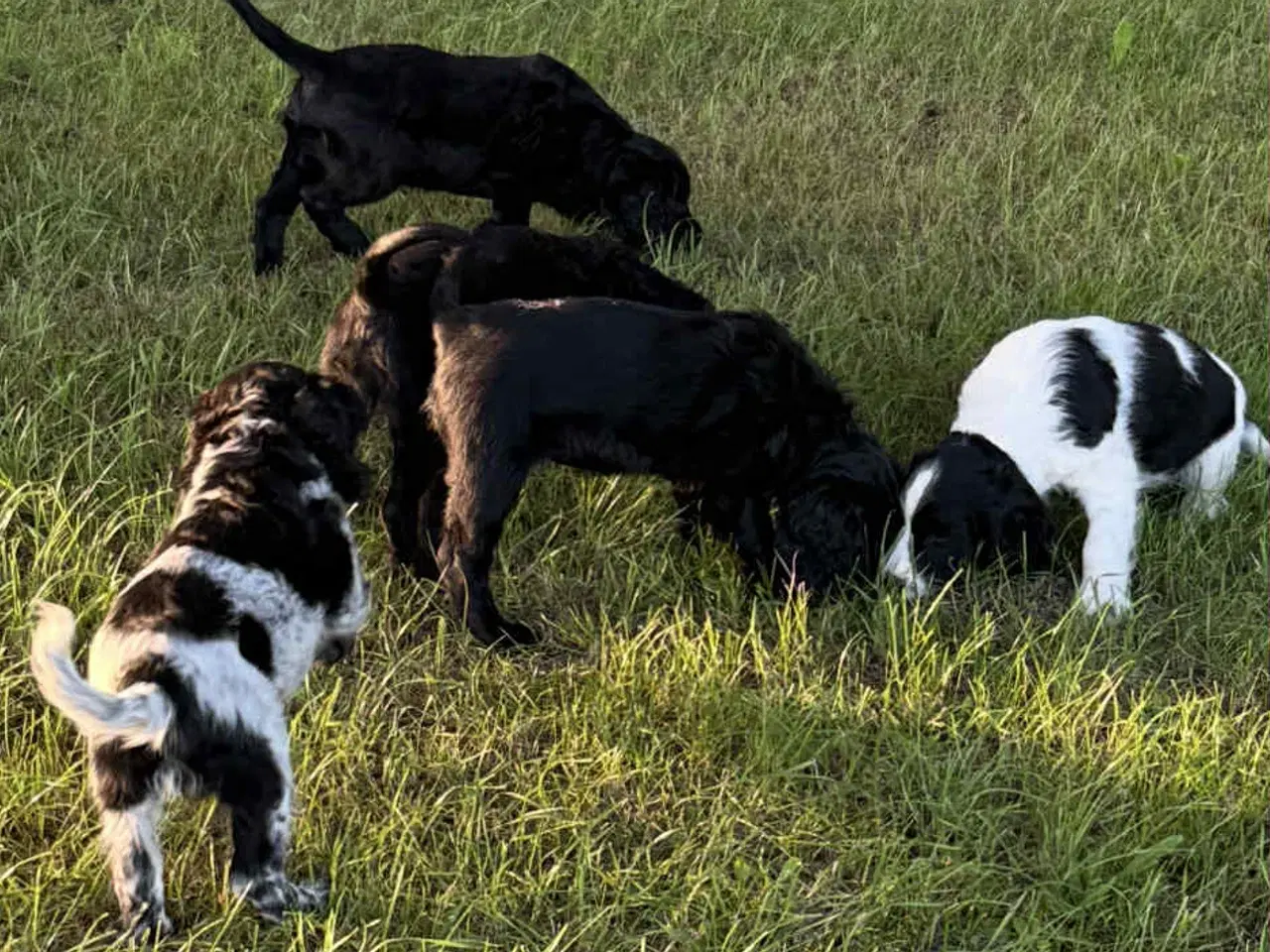 Billede 4 - Engelsk springer spaniel