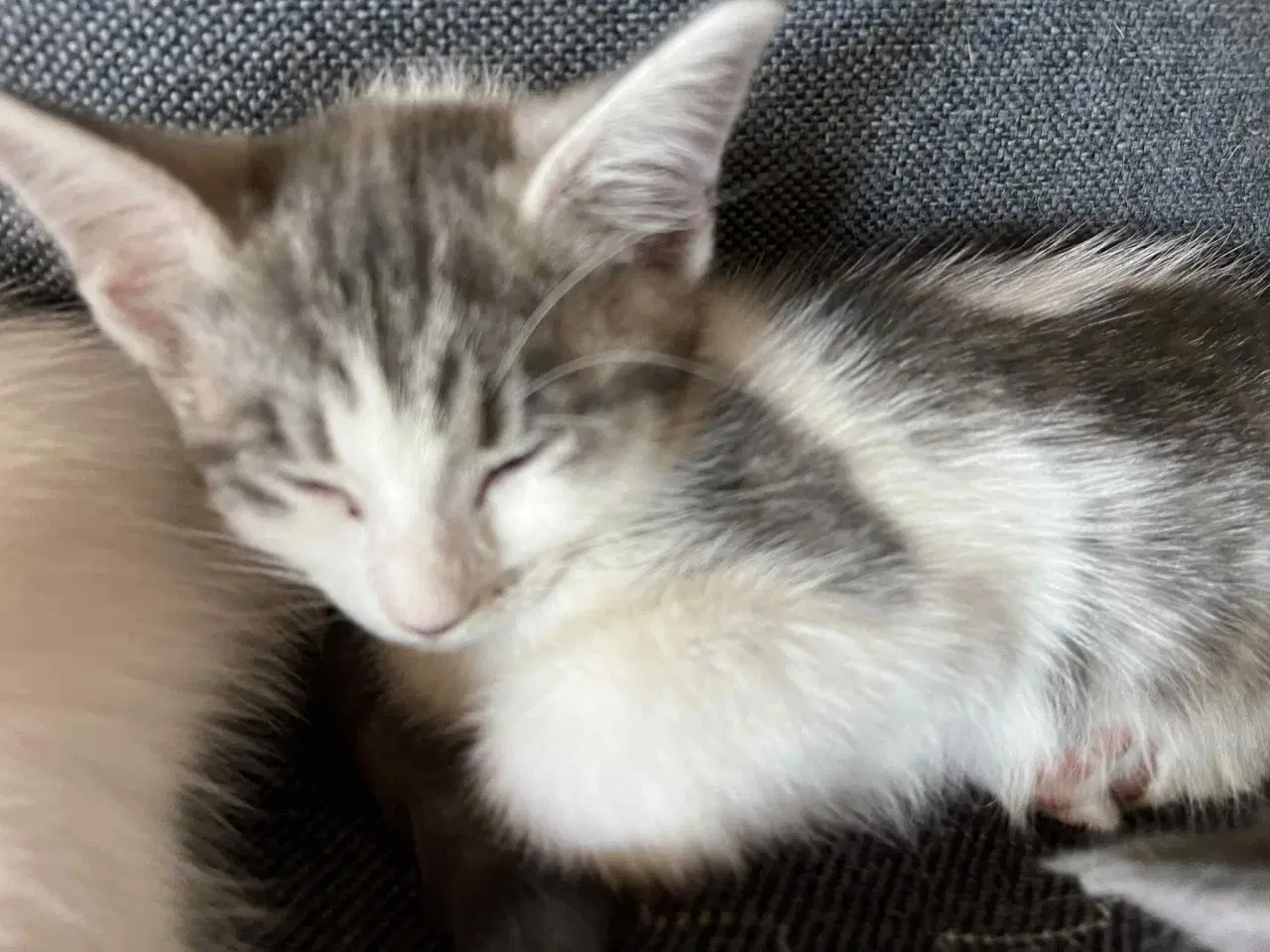 Billede 4 - 4 skønne killinger, hvor mor er Maine Coon sælges