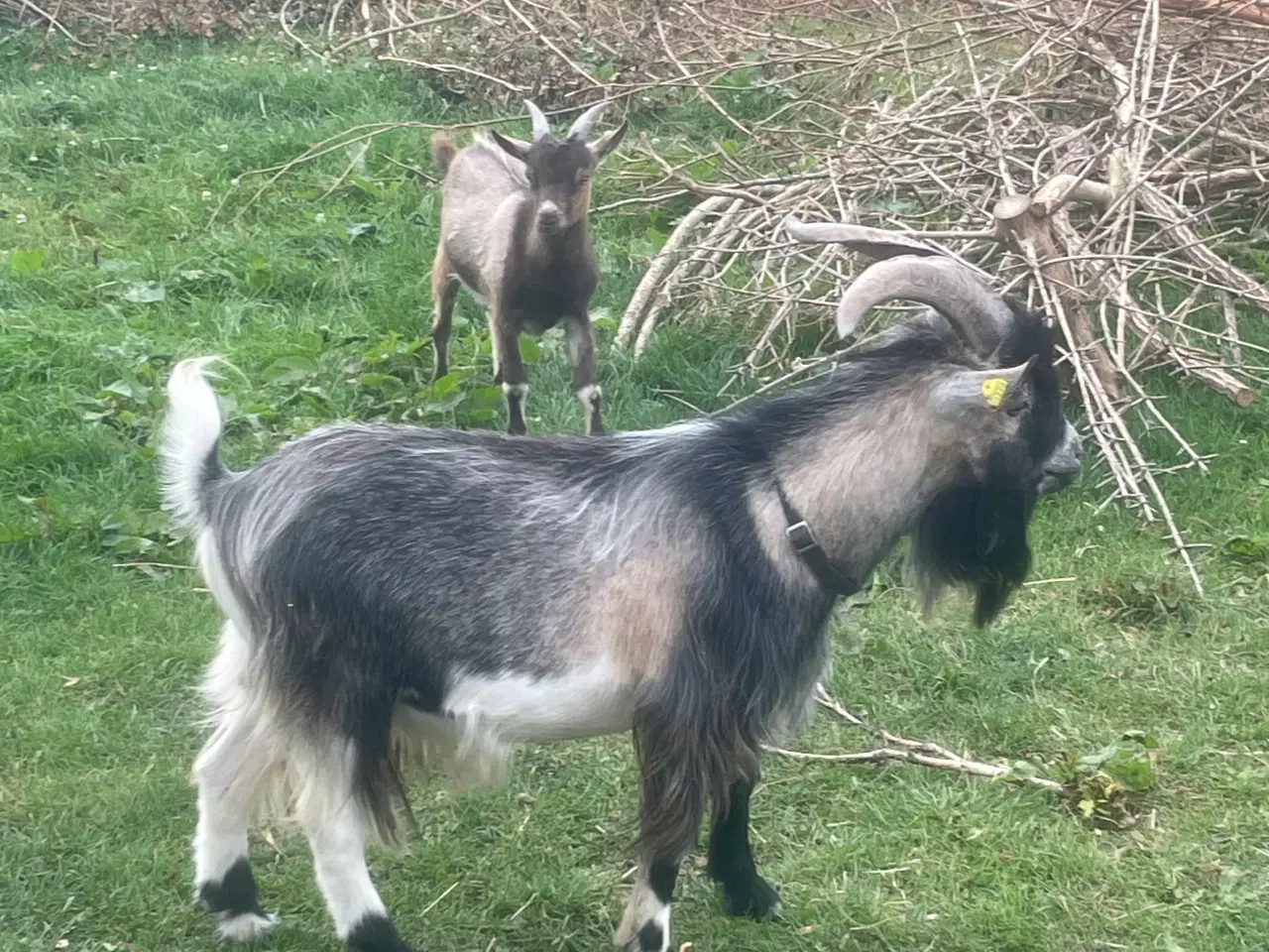 Billede 1 - Gede buk Dværg