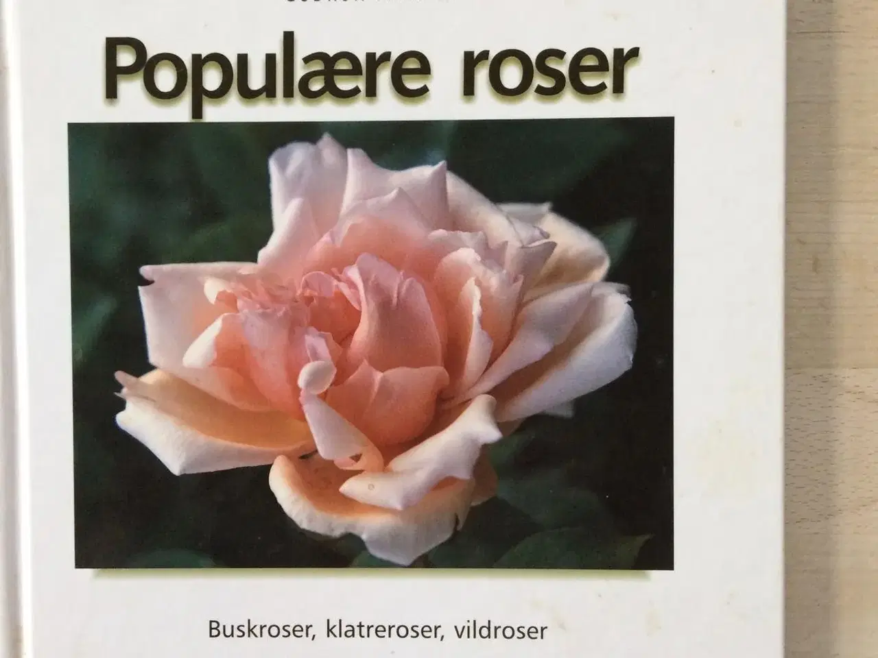 Billede 1 - Populære roser, Gudrun Manell