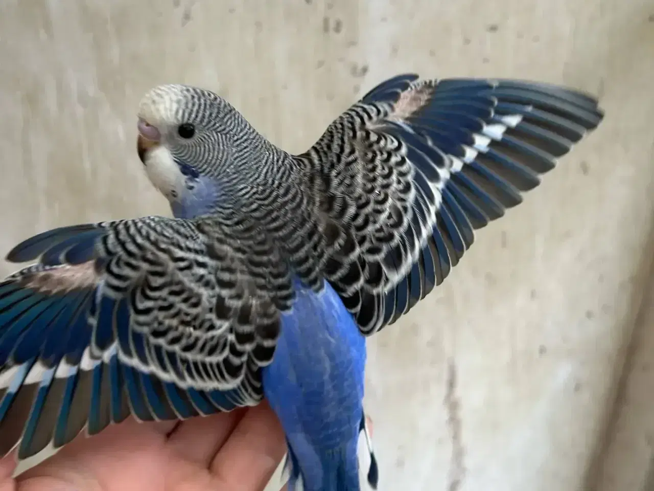 Billede 6 - Nye unger Klar 5. Maj