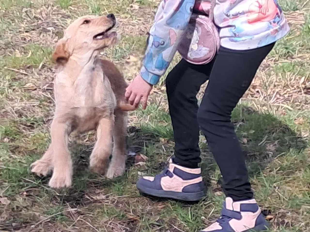 Billede 1 - 2 lækre golden retriever blandinger