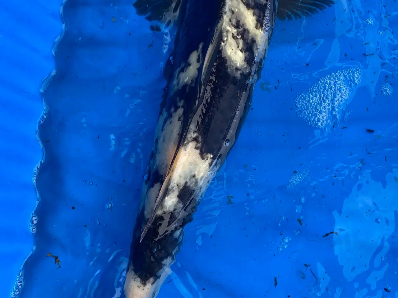 Billede 2 - Koi karper 