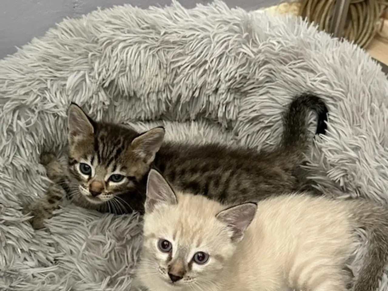 Billede 2 - Bengal og Maine coon 