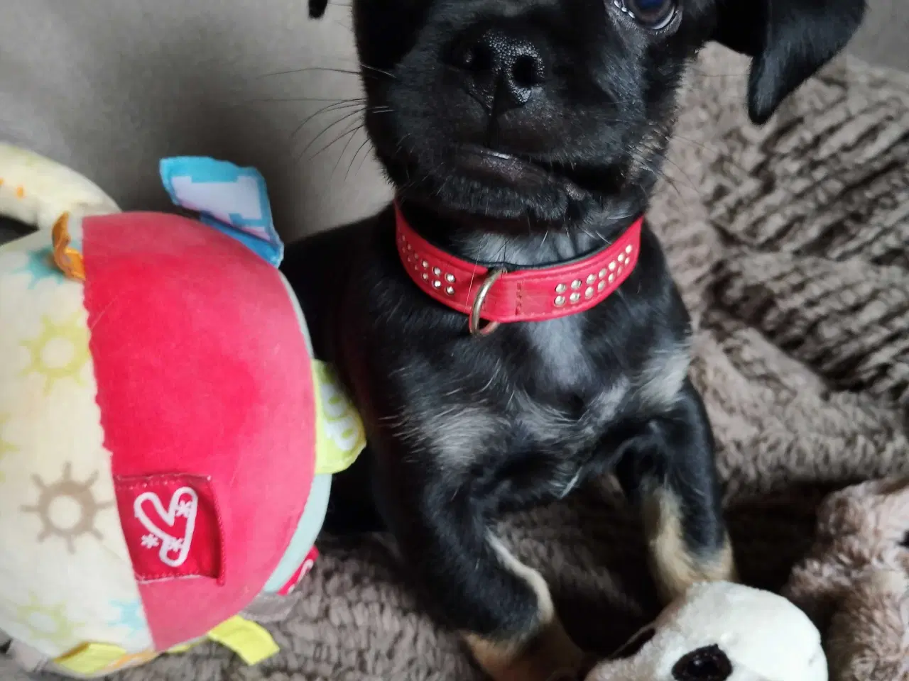 Billede 17 - Dejlige små race blandinge