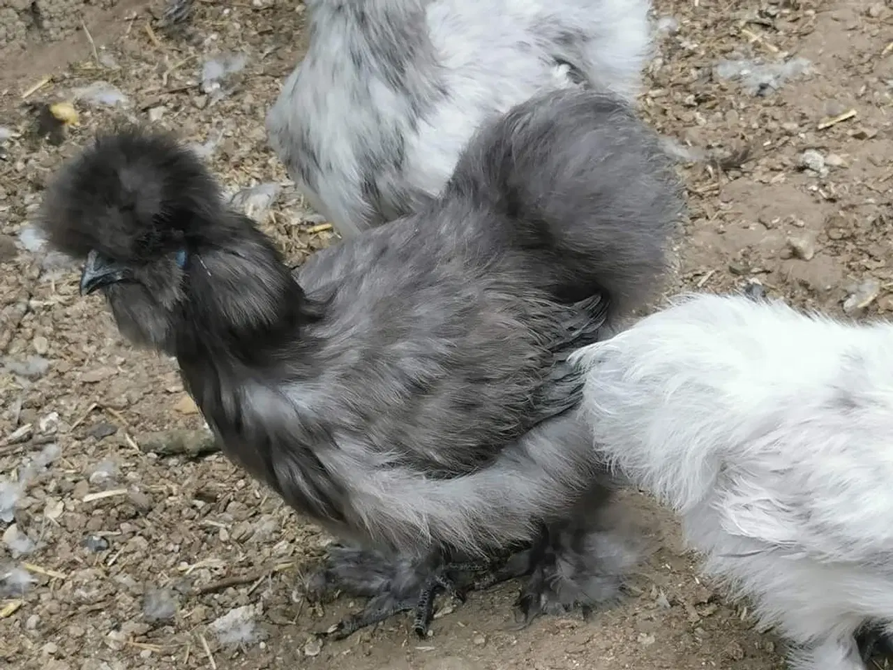 Billede 5 - Daggamle kyllinger silke