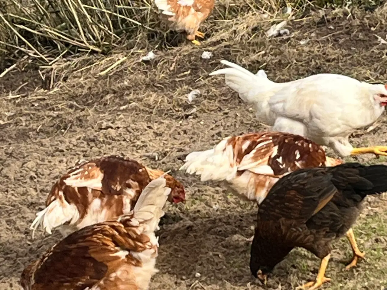 Billede 3 - Haner fra november 