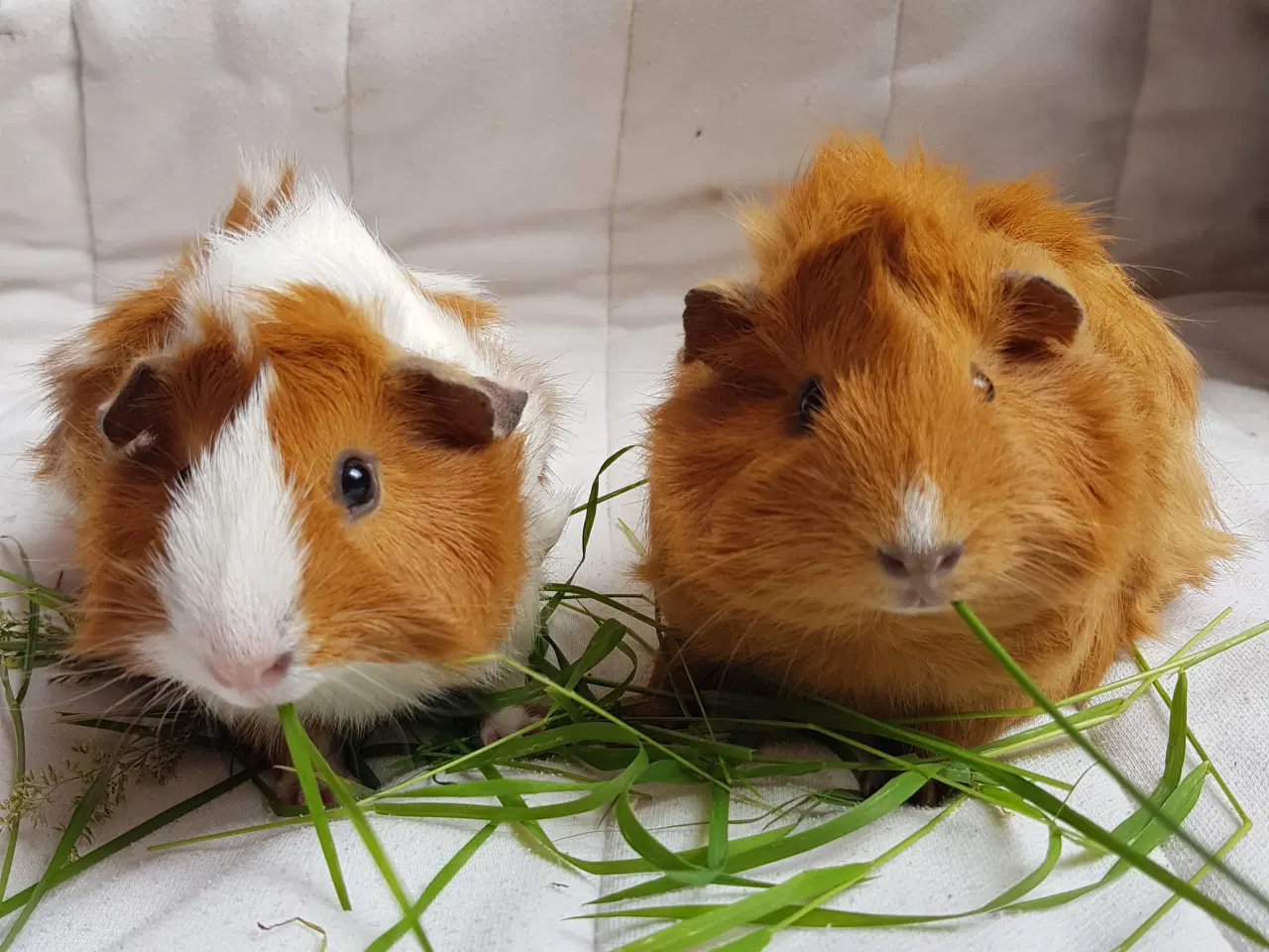 Billede 1 - To søde tamme hunmarsvin søger kærligt hjem